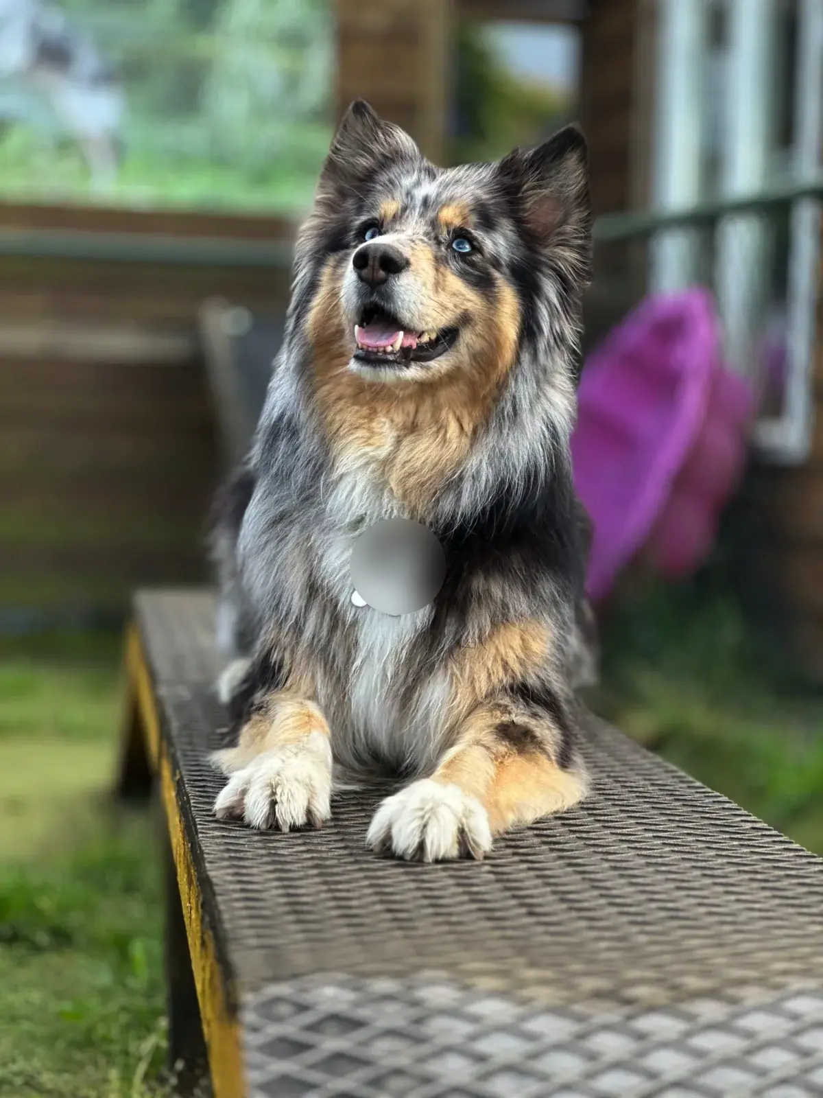 Australian Shepherd op de loopplank tijdens training